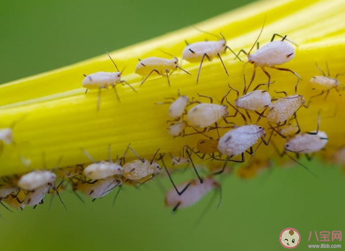 春游踏青时哪种颜色的衣服更容易吸引蚜虫等小飞虫 蚂蚁庄园4月3日答案